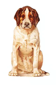 Images Dated 4th May 2018: Greetings card in the shape of a dog