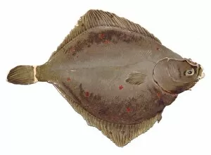 Images Dated 10th December 2015: Greetings card in the shape of flat brown fish