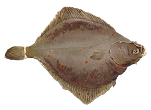Images Dated 10th December 2015: Greetings card in the shape of flat brown fish