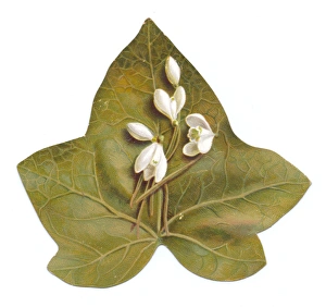 Images Dated 8th December 2015: Greetings card in the shape of a green leaf with snowdrops
