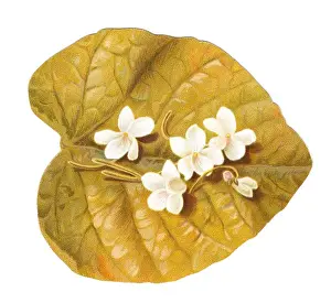 Greetings card in the shape of a leaf with white flowers