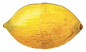 Citrus Collection: Greetings card in the shape of a lemon