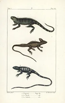 Germain Gallery: Gren iguana, plumed basilisk and green forest lizard