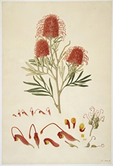 Quercus Gallery: Grevillea banksii, red silky oak