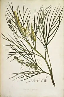 Polypodiophyta Prints: Grevillea pteridifolia, fern-leaf grevillea