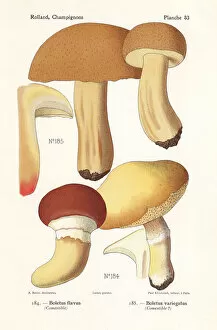 Fungus Collection: Grevilles bolete and velvet bolete