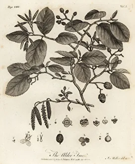 Silva Prints: Grey alder or speckled alder, Alnus incana