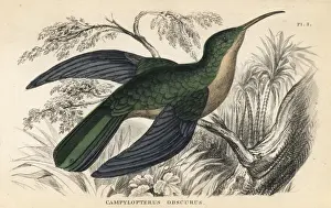 Obscurus Prints: Grey-breasted sabrewing, Campylopterus largipennis obscurus