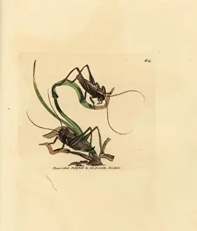 Locust Prints: Grey bush cricket, Platycleis grisea