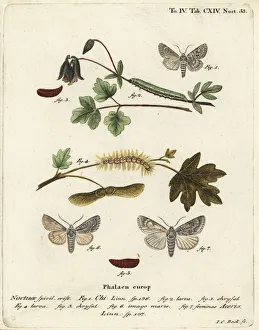 Phalaena Prints: Grey chi and sycamore moth