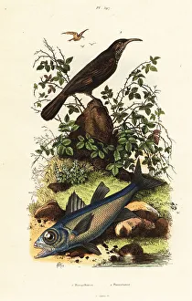 Adolph Fries Prints: Grey-crowned babbler and black cardinal fish