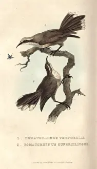 Aust Prints: Grey-crowned babbler and White-browed babbler
