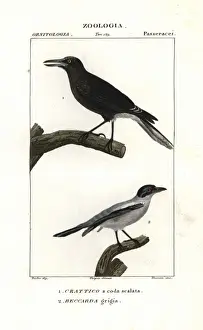 Grey currawong, Strepera versicolor, and black-tailed