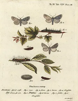 Moths Gallery: Grey dagger and dark dagger moths