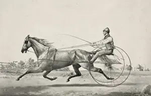Trotter Prints: Grey Eddy