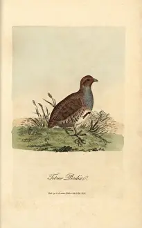 Perdix Prints: Grey or English partridge, Tetrao perdix, Perdix perdix