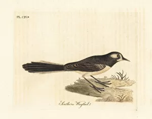 Grey fantail, Rhipidura albiscapa