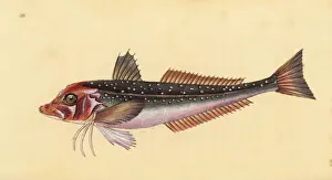 Grey gurnard, Eutrigla gurnardus