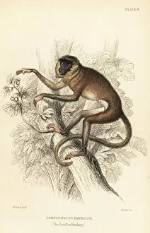 Grey or hanuman langur, Semnopithecus entellus