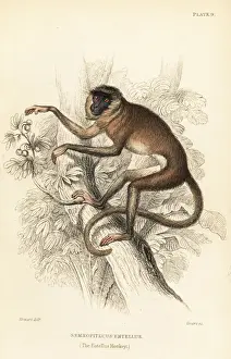 Grey or hanuman langur, Semnopithecus entellus