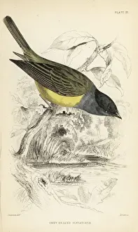 Flycatcher Prints: Grey-headed canary-flycatcher, Culicicapa ceylonensis