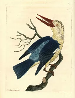 Alcedo Gallery: Grey-headed kingfisher, Halcyon leucocephala