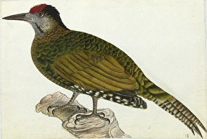Images Dated 6th August 2013: Grey-headed Woodpecker, Picus canus