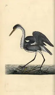 Grey heron, Ardea cinerea