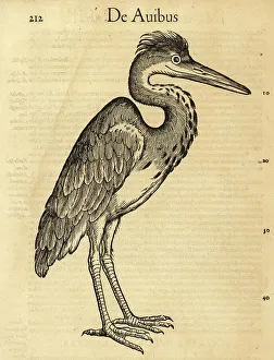Wader Prints: Grey heron, Ardea cinerea