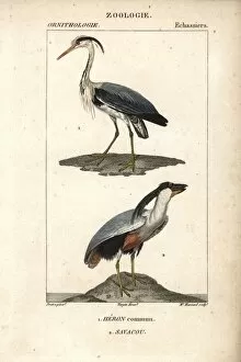 Billed Collection: Grey heron, Ardea cinerea, and boat-billed