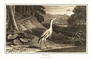 Wader Prints: Grey heron near a river in a hilly wood