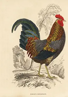Grey junglefowl, Gallus sonnerati