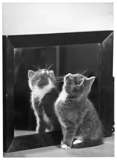 Stares Prints: Grey Kitten and Mirror