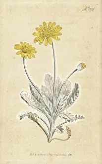 Stephen Couchman Prints: Grey-leaved euryops, Euryops pectinatus subsp. pectinatus
