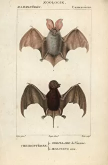 Rufus Gallery: Grey long-eared bat, Plecotus austriacus