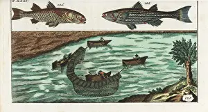 Gottlieb Prints: Grey mullet and fishermen on a river using nets