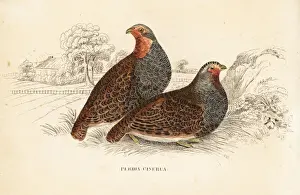 Grey partridge, Perdix perdix