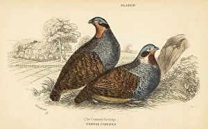 Grey partridge, Perdix perdix