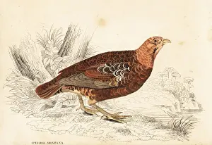 Montana Prints: Grey partridge, Perdix perdix, mountain variety