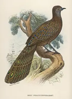 Grey Peacock-Pheasant