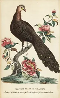 Pheasant Prints: Grey peacock-pheasant, Polyplectron bicalcaratum