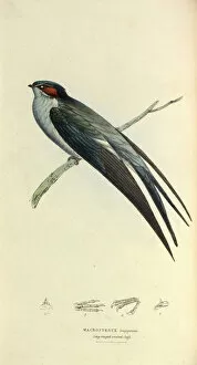 Sauropsid Collection: Grey-rumped Tree Swift