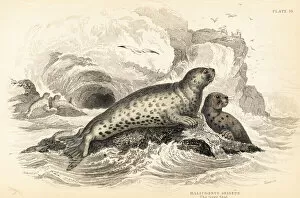 Amphibious Gallery: Grey seal, Halichoerus grypus
