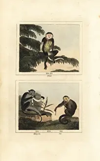 James Smith Barr Prints: Grey-shanked douc langur, Angolan talapoin and white-headed capu