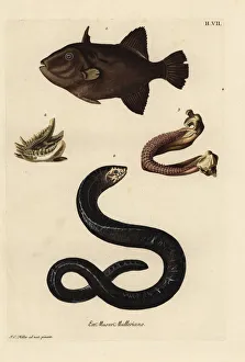 Grey triggerfish and Moray eel, lower jaws Grey triggerfish and Moray eel, lower jaws