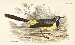 Grey wagtail, Motacilla cinerea