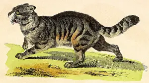 Runs Prints: Grey Wild Cat Date: 1880