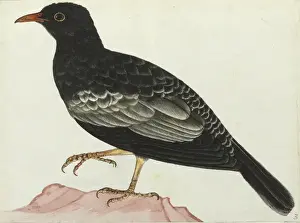 Grey-winged blackbird, Turdus boulboul