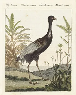 Ornithology Prints: Grey-winged trumpeter bird, Psophia crepitans