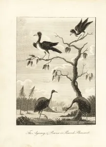 Negroes Prints: Grey-winged trumpeter and crested curassow (vulnerable)